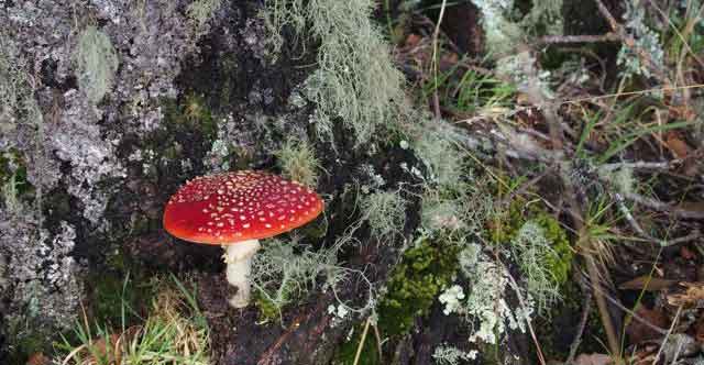 Amanita muscaria invasive in the Andes of Colombia